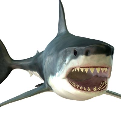 a shark shark with a sharky face and teeth
