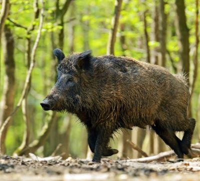 a wild boar in the woods