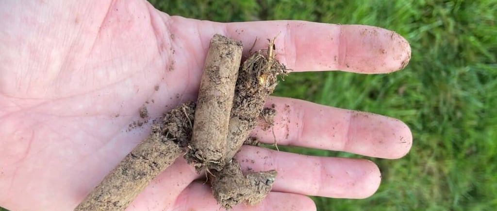 grass aeration london lawn overseeding london aeration services london overseeding services london 