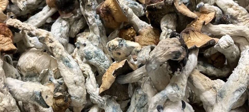 Buy Magic Mushrooms in Vancouver, Canada