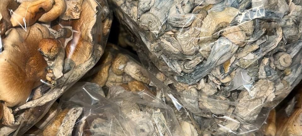 https://magicmushroomscanada.org/yellow-texas-yellow-magic-mushrooms