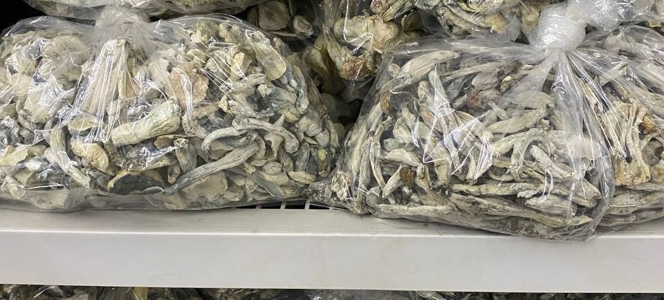 https://magicmushroomscanada.org/shop