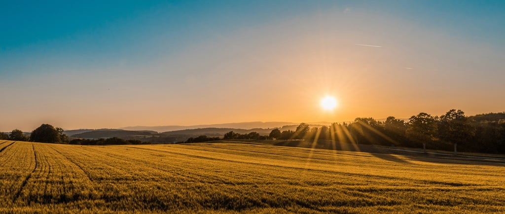 open pasture for grazing