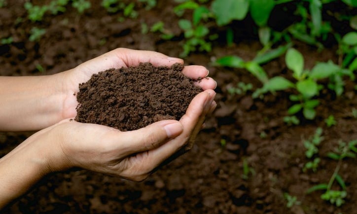 soil from Regenerative farming 