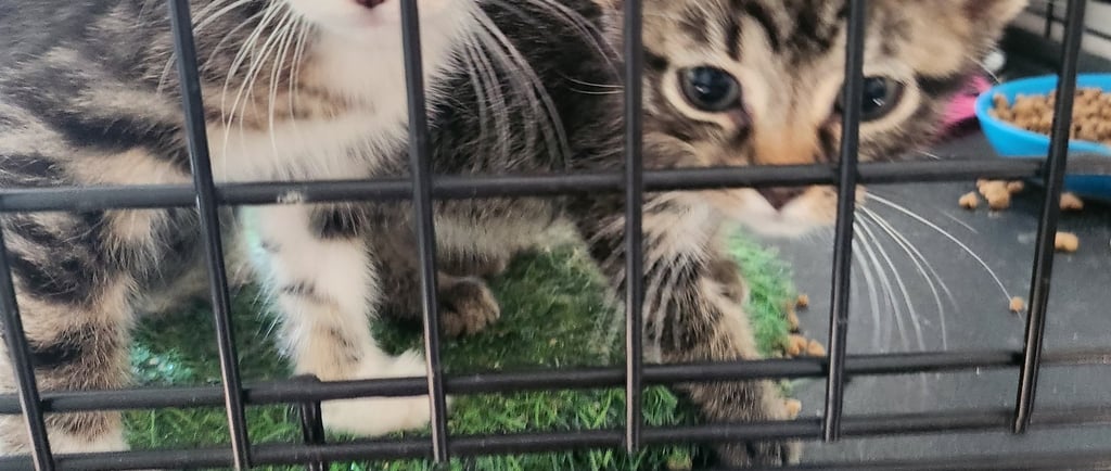 Two cats sitting in an adoption cage at an cat sanctuary, waiting for their forever homes