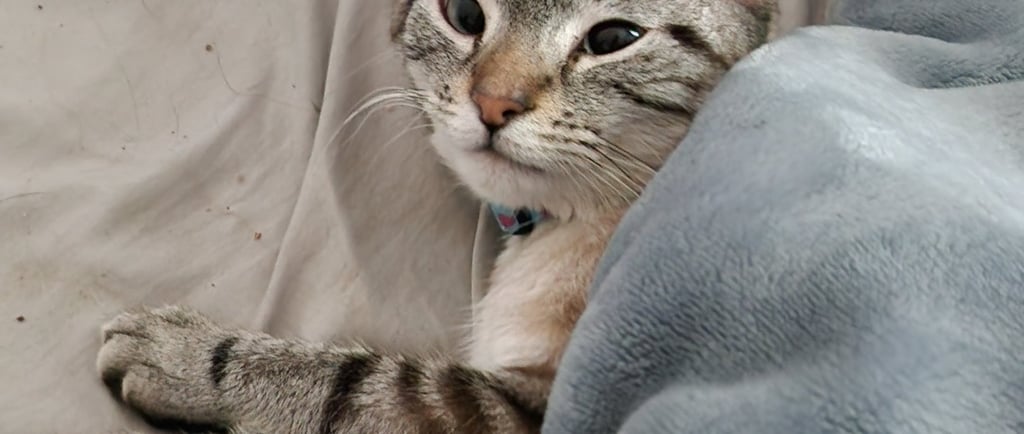 A sensitive cat snuggled under a blue blanket, needing company while eating.