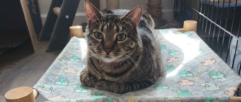 A brown tabby cat lounging on an elevated wooden pet hammock next to a grey cat tree tower.