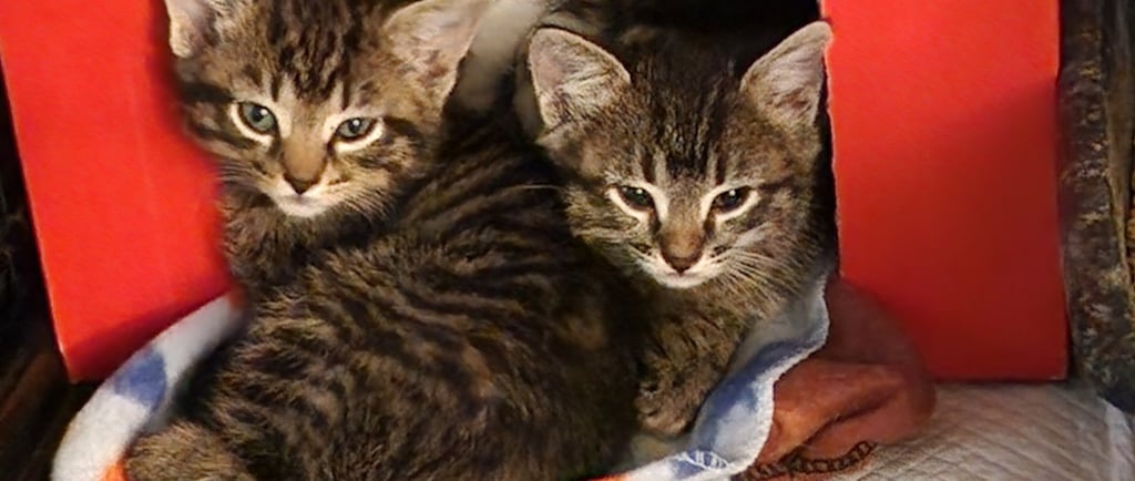 3 playful kittens in safe home environment, representing healthy and happy cats.
