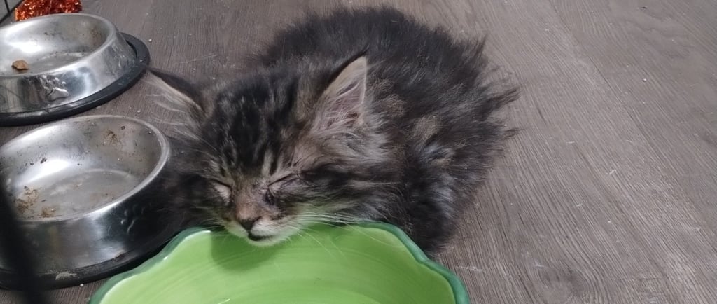 Grey fluffy kitten sleeping curled up on top of a green water bowl.