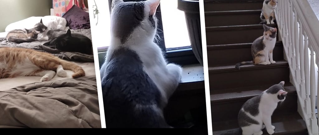 A collection of photos featuring various cats of different ages and breeds