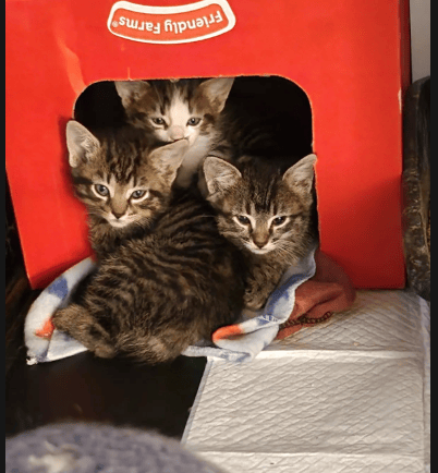 three kittens sitting in a box with a blanket