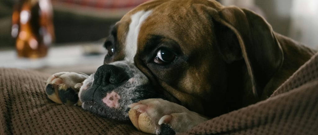Boxer caudectomia
