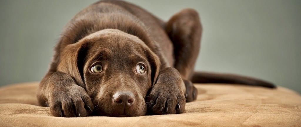 cachorro com depressão