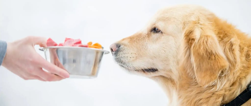 Cachorro comendo