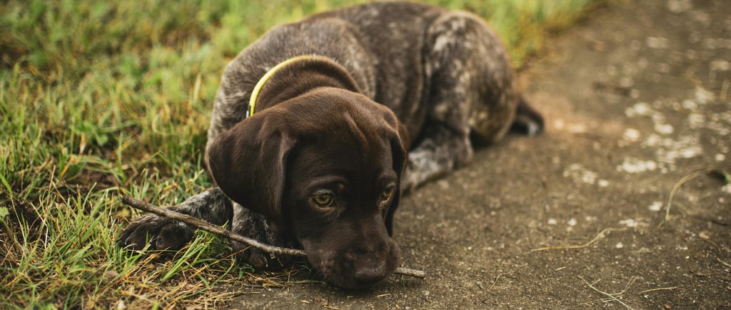 Cachorro deitado