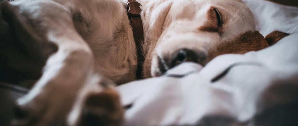 Cachorro doente