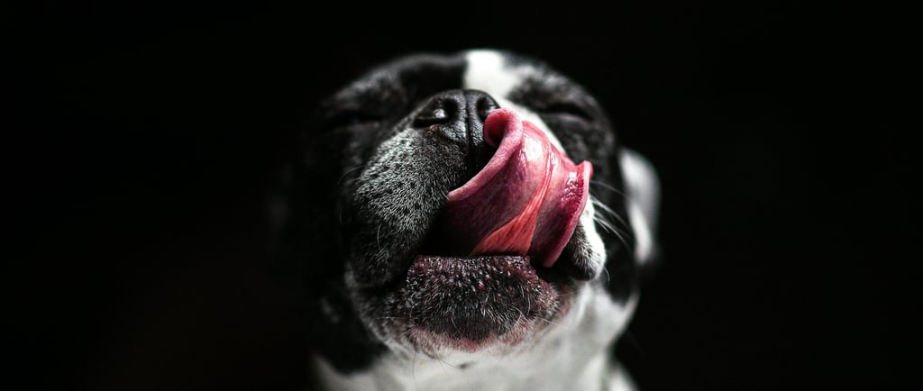 Cachorro lambendo