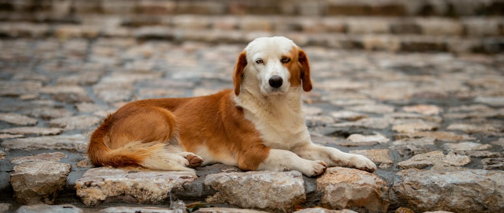 Cachorro Perdido