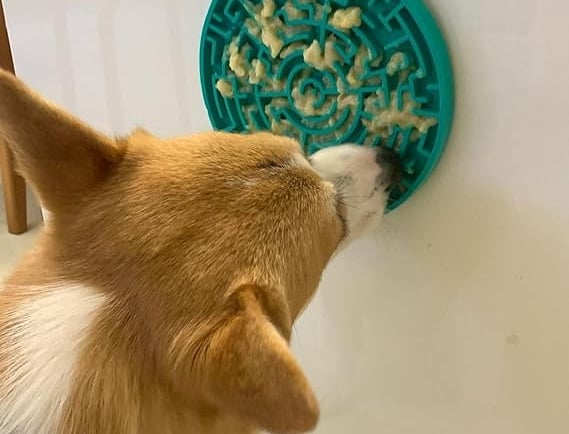 Cachorro no tapete