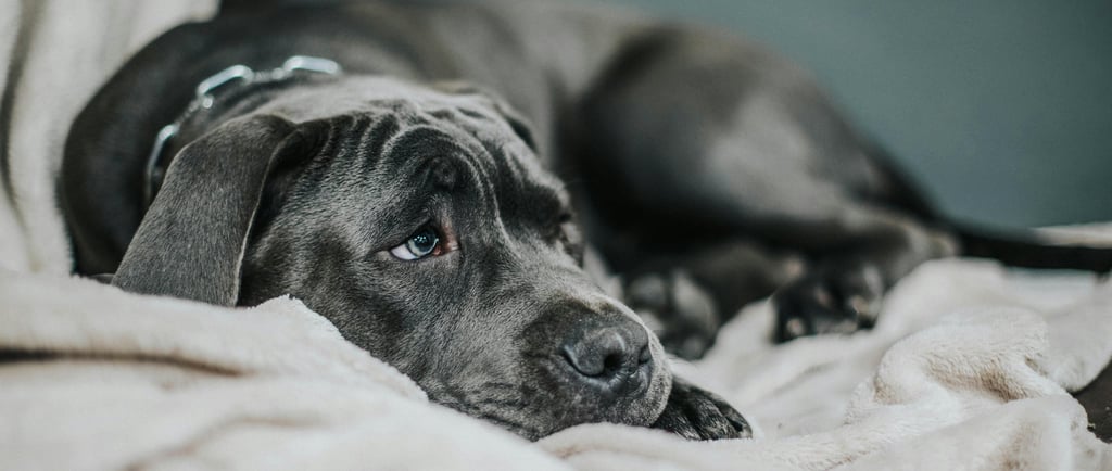 Cachorro triste