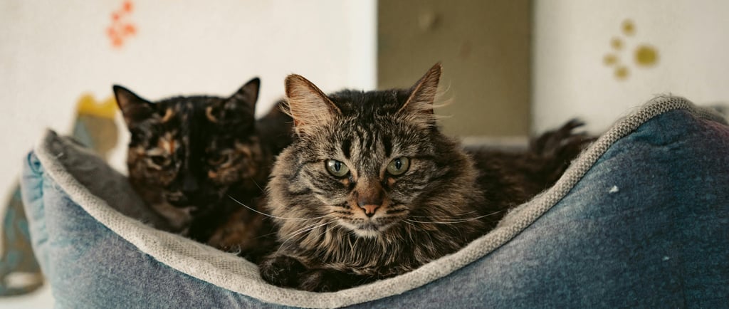 Cama sustentável para gatos