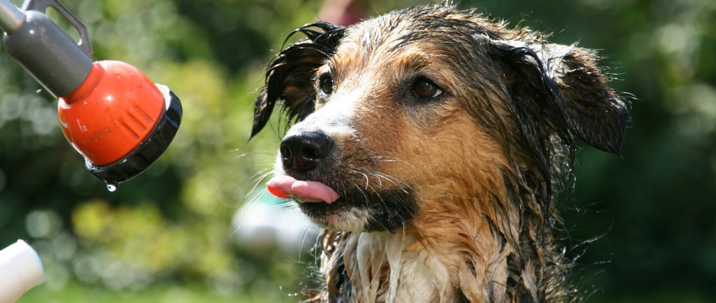 Cão tomando banho caspa em cachorros