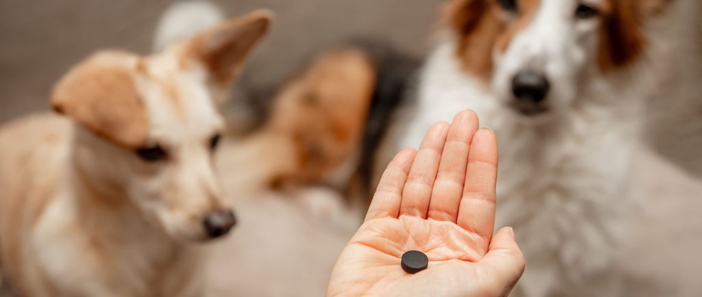 Carvão ativado em cães
