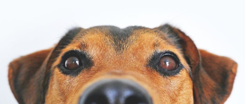 Espirro reverso em cães