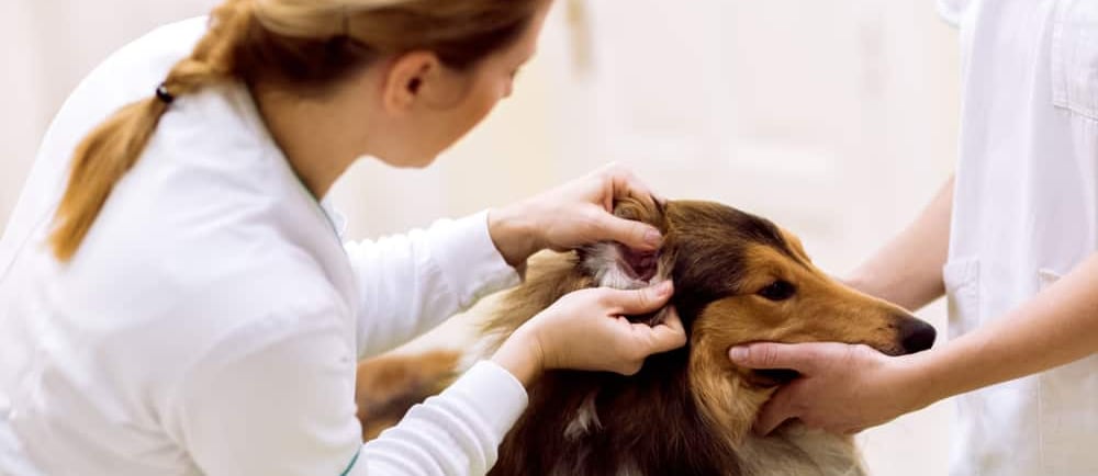 Limpeza de ouvido de cachorro