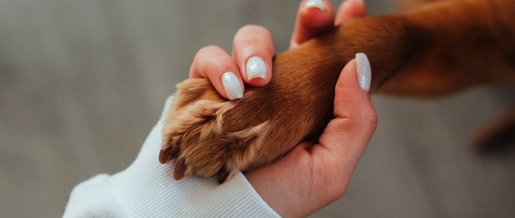 Pata do cachorro