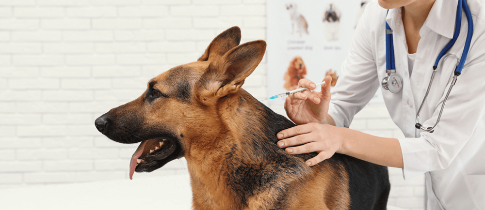 Vacina para cães