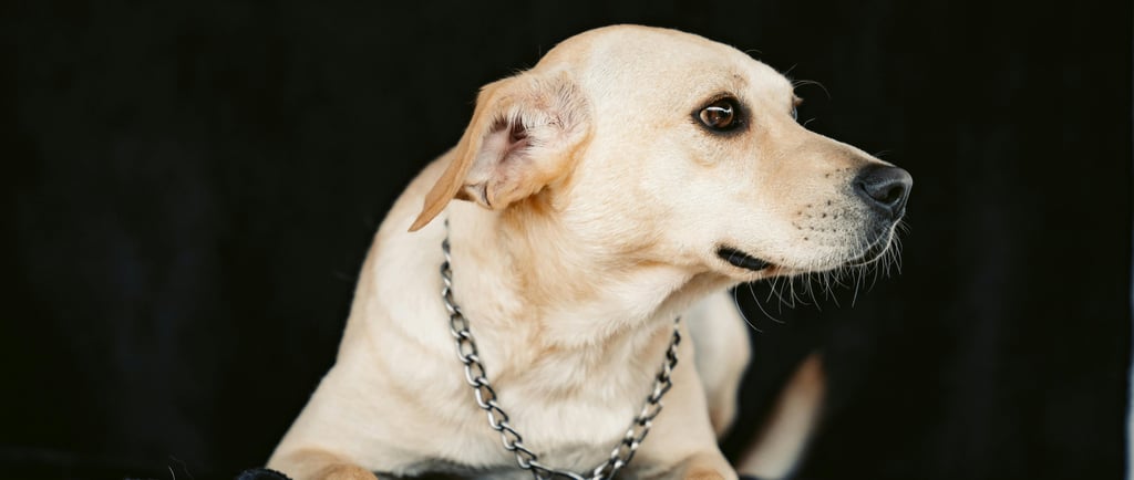 Vira lata cachorro