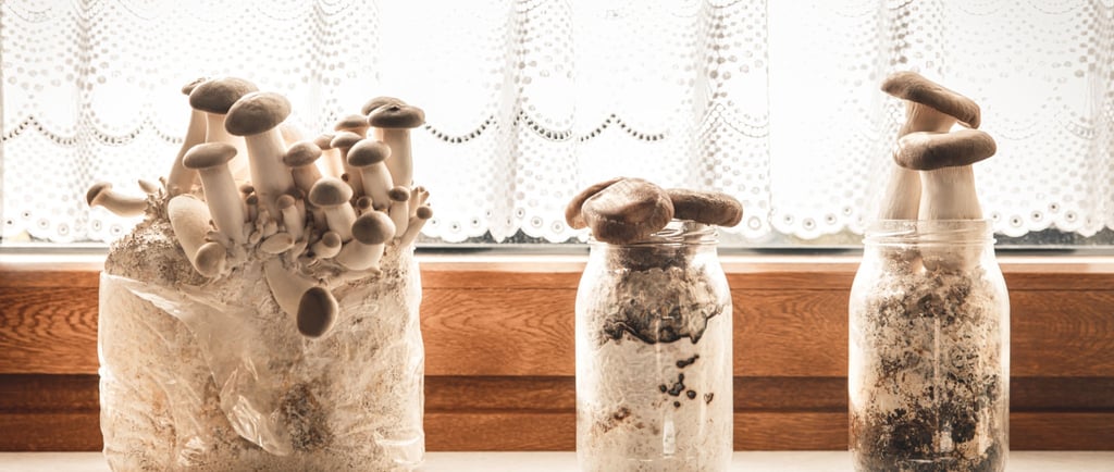 three jars with mushrooms growing out of them