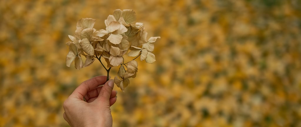 Dried Hydrangea