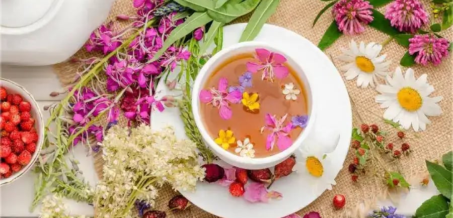 Plantes aromatiques et sauvages