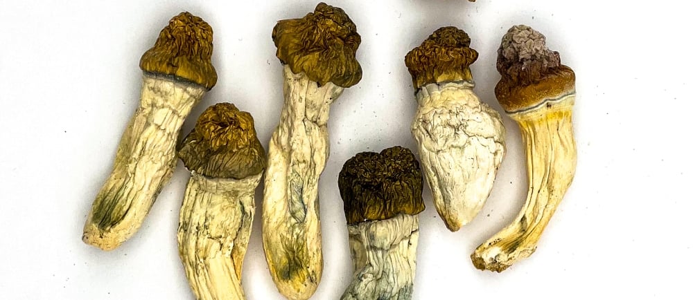 magic mushrooms in australia
