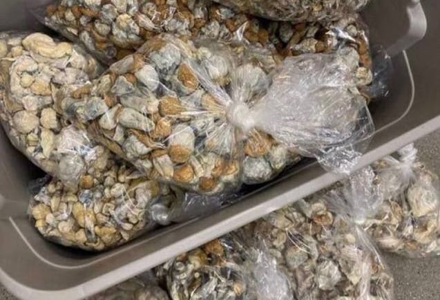 How Much Do Magic Mushrooms Cost in Perth, WA?