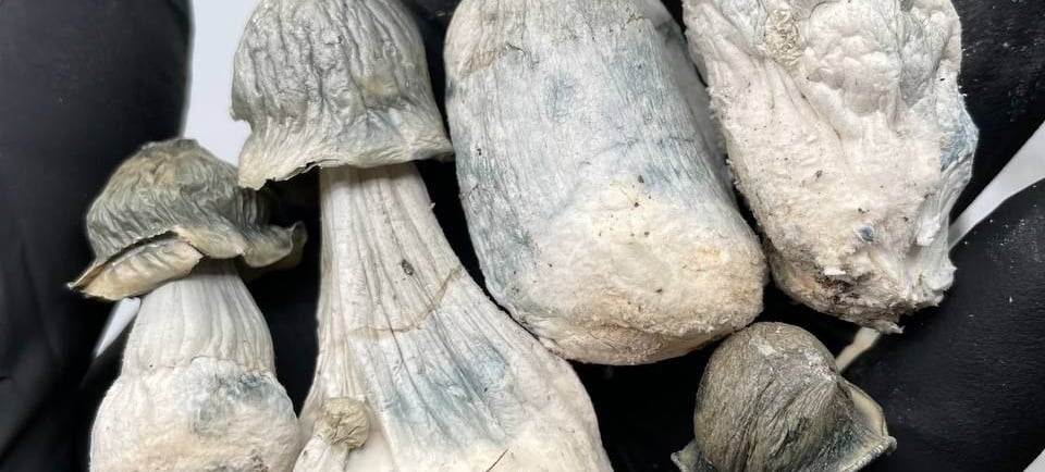 buy magic mushrooms Sydney Australia