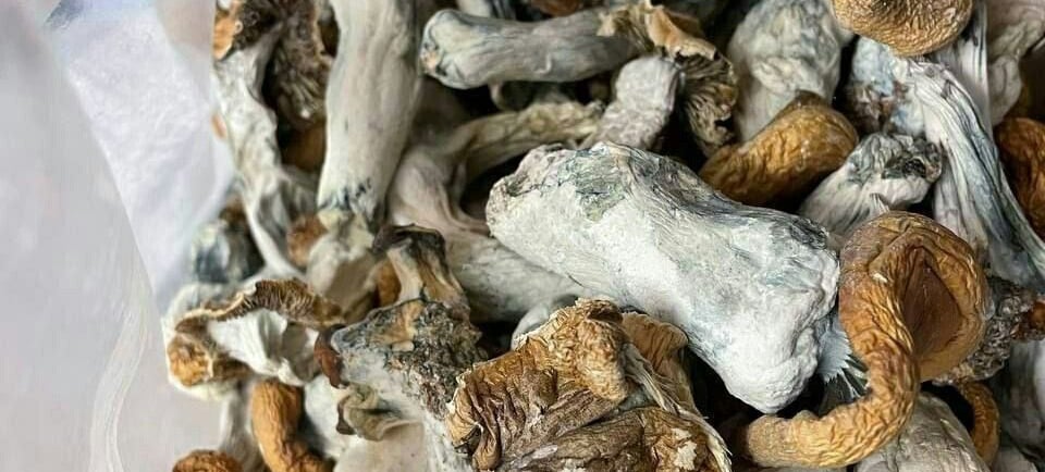 Buy Magic Mushrooms Australia 