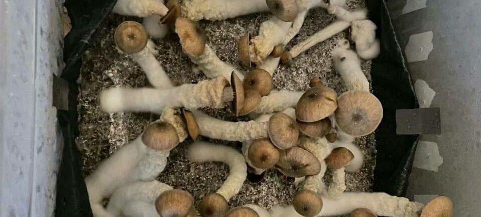 Buy Magic Mushrooms Online in Queensland