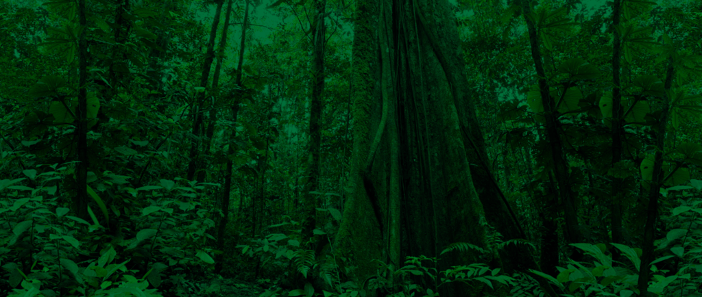 a forest scene with a green light shining through the trees