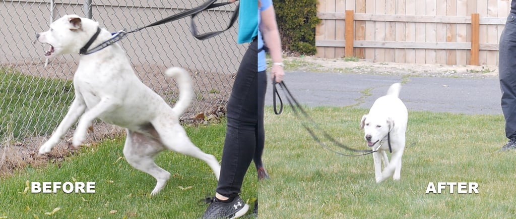 Aggressive & reactive dog success group