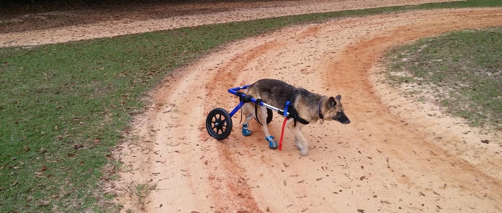 Paralyžiuotas šuo neįgaliojo vežimėlyje. Asociatyvi nuotrauka, ne tekste aprašomas šuo