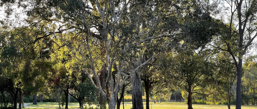 a park bench in the grass under a large tree in a park