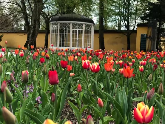 Colorful tulips in Mirabell Gardens Salzburg, a famous Sound of Music tour site