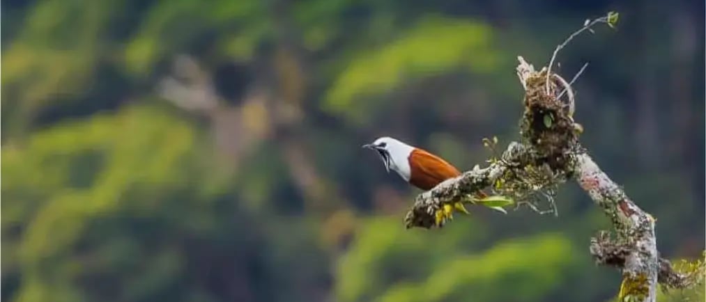 a bird perched on a branch of a tree