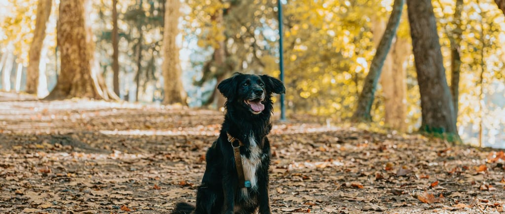 Park Fun In The Lowcountry