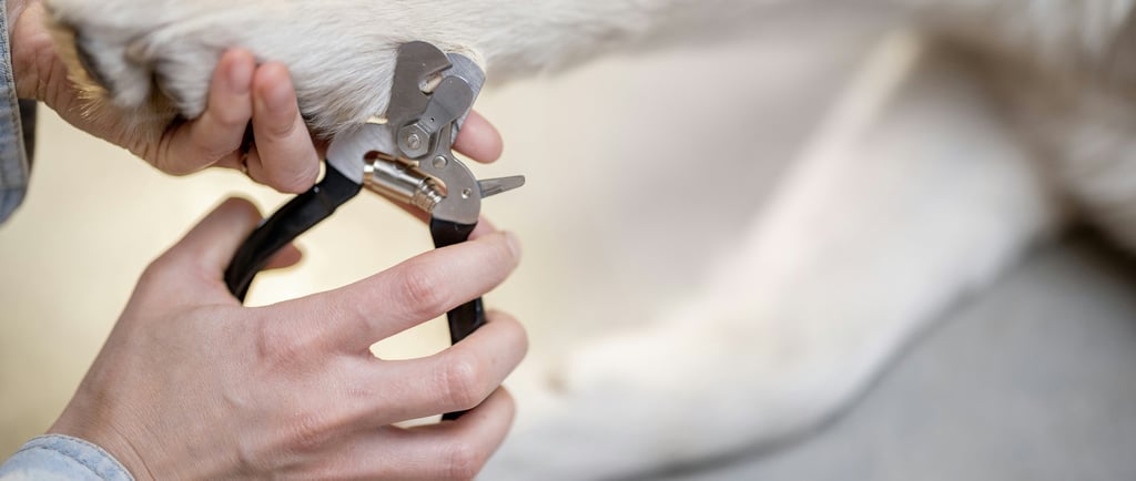Trimming dog nails at home
