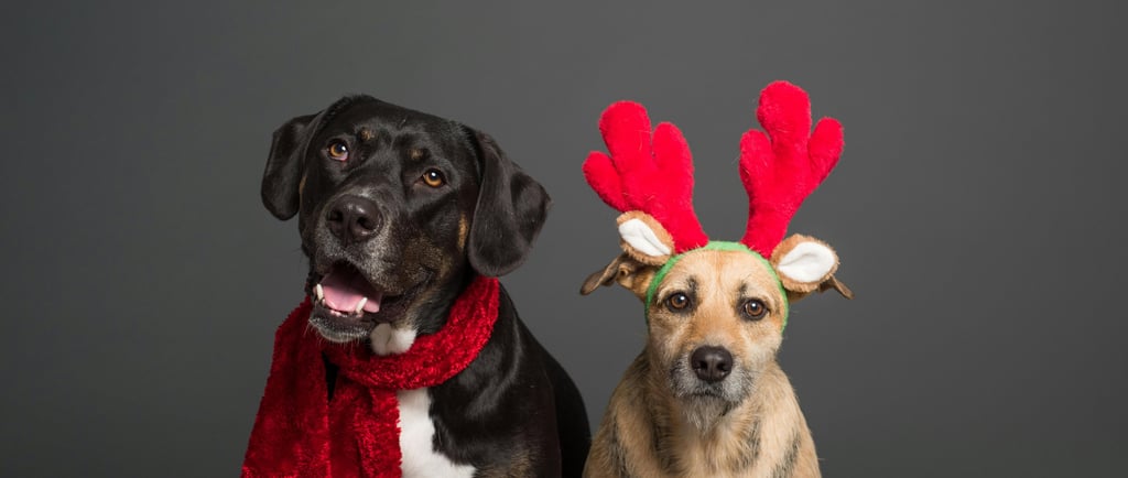 Holiday Pups