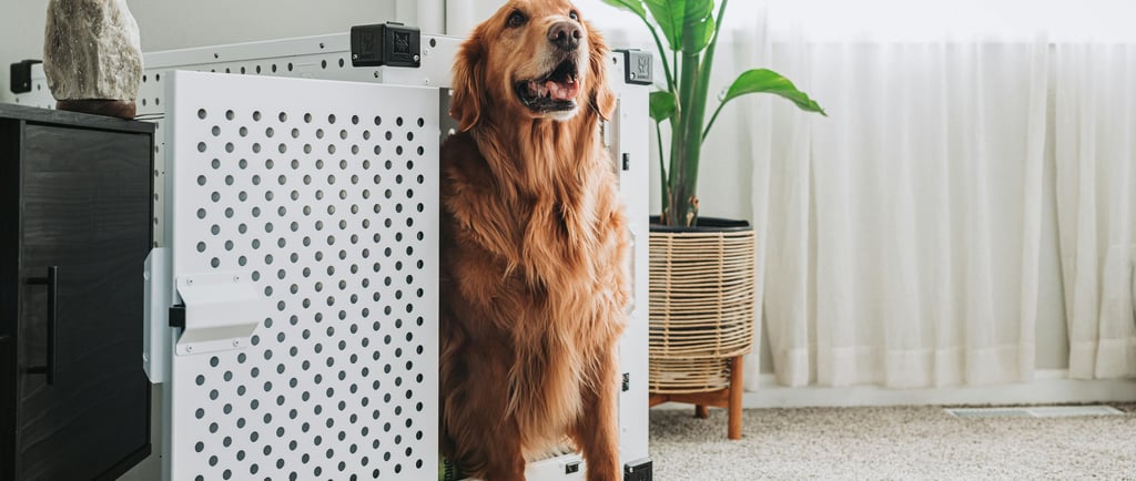 Golden Retriever sitting in a white dog crate inside a Charleston home